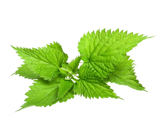 ısırgan.png (201 KB)